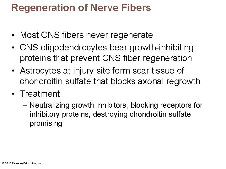 Regeneration of Nerve Fibers • Most CNS fibers never regenerate • CNS oligodendrocytes bear