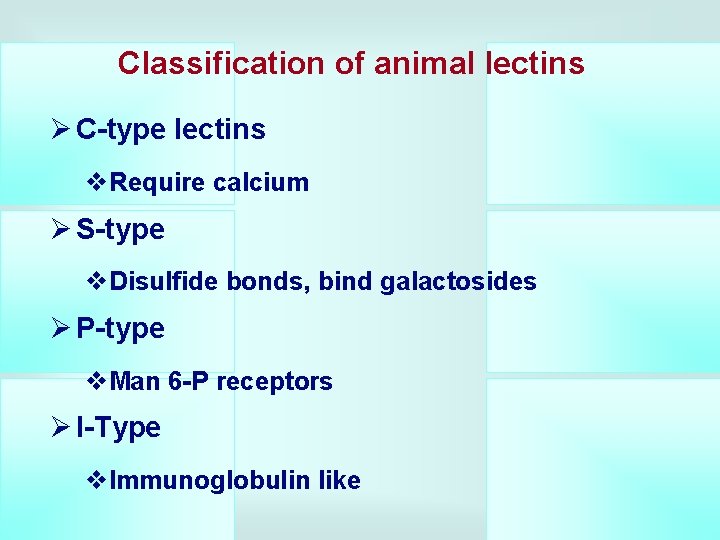 Classification of animal lectins Ø C-type lectins v. Require calcium Ø S-type v. Disulfide