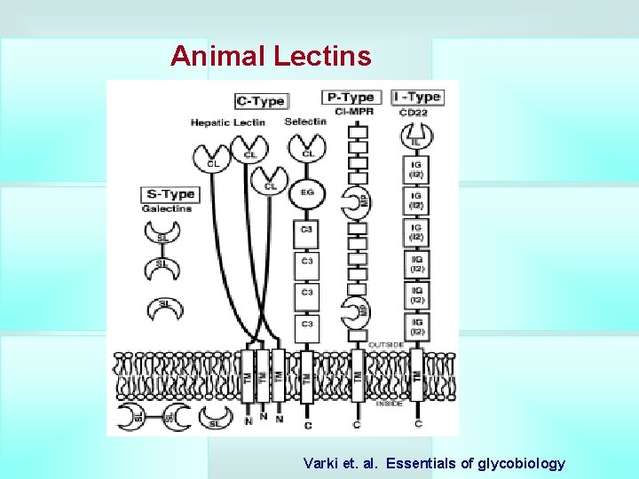 Animal Lectins Varki et. al. Essentials of glycobiology 