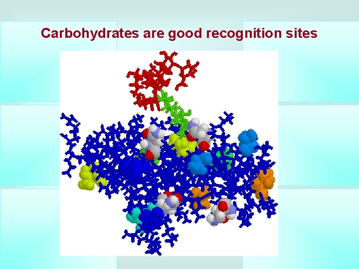 Carbohydrates are good recognition sites 
