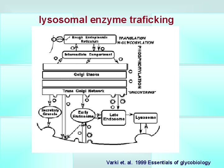 lysosomal enzyme traficking Varki et. al. 1999 Essentials of glycobiology 