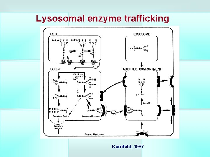 Lysosomal enzyme trafficking Kornfeld, 1987 