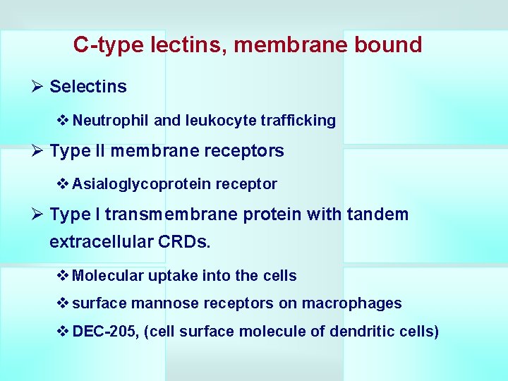 C-type lectins, membrane bound Ø Selectins v Neutrophil and leukocyte trafficking Ø Type II