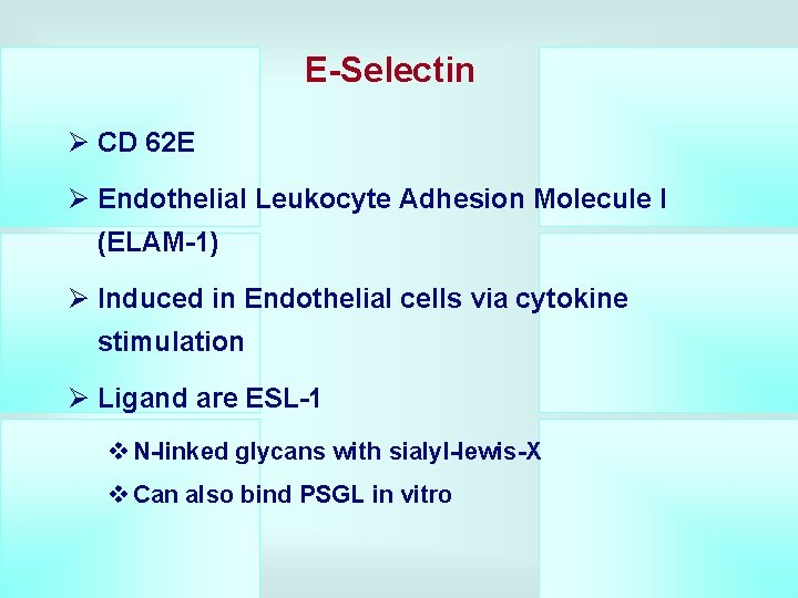E-Selectin Ø CD 62 E Ø Endothelial Leukocyte Adhesion Molecule I (ELAM-1) Ø Induced