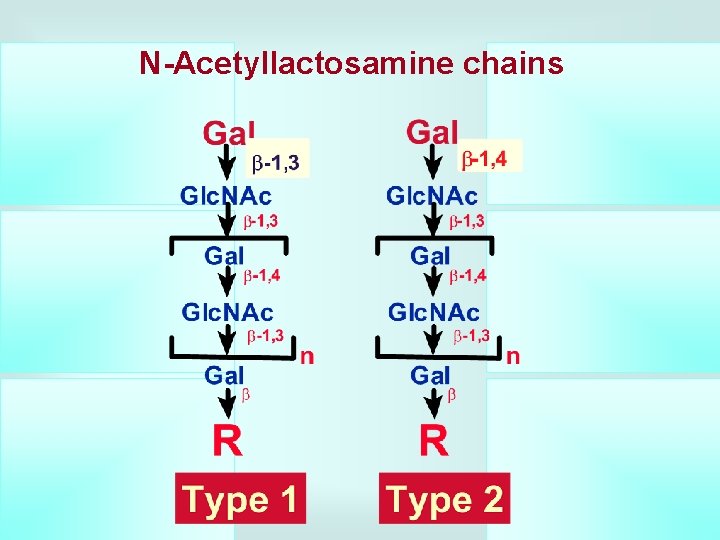 N-Acetyllactosamine chains 
