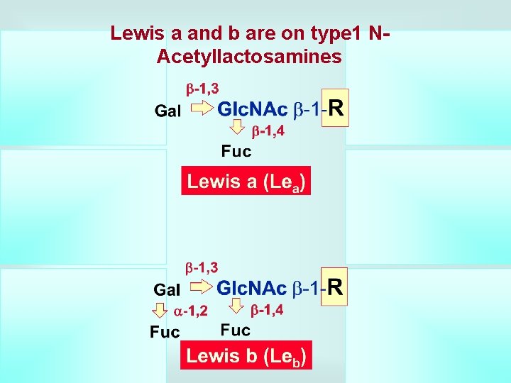 Lewis a and b are on type 1 NAcetyllactosamines 