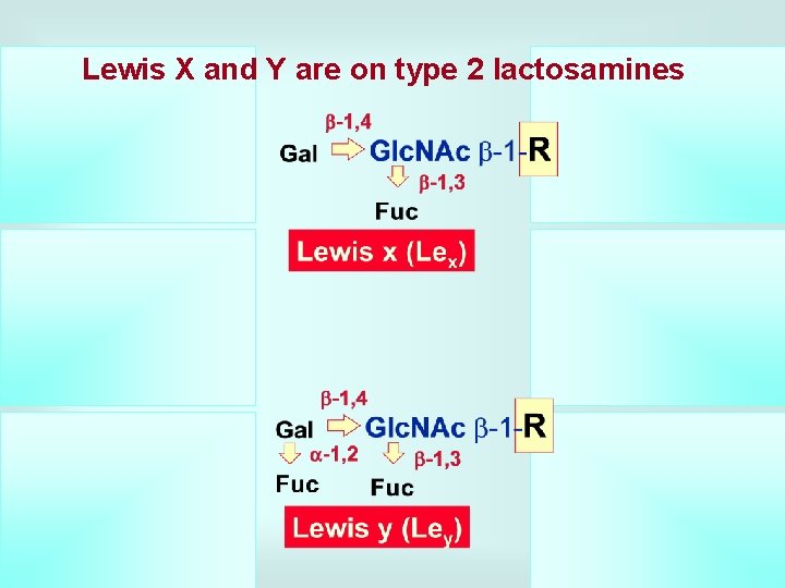 Lewis X and Y are on type 2 lactosamines 