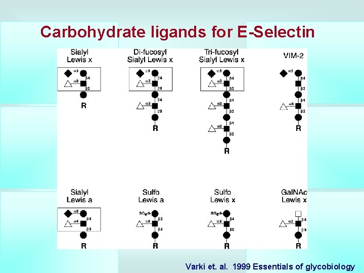 Carbohydrate ligands for E-Selectin Varki et. al. 1999 Essentials of glycobiology 