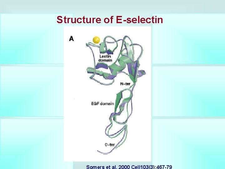 Structure of E-selectin Somers et al. 2000 Cell 103(3): 467 -79 