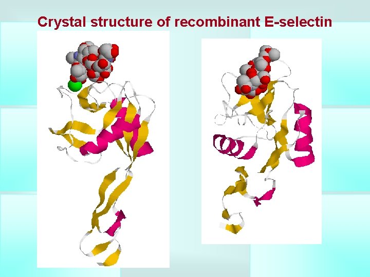 Crystal structure of recombinant E-selectin 