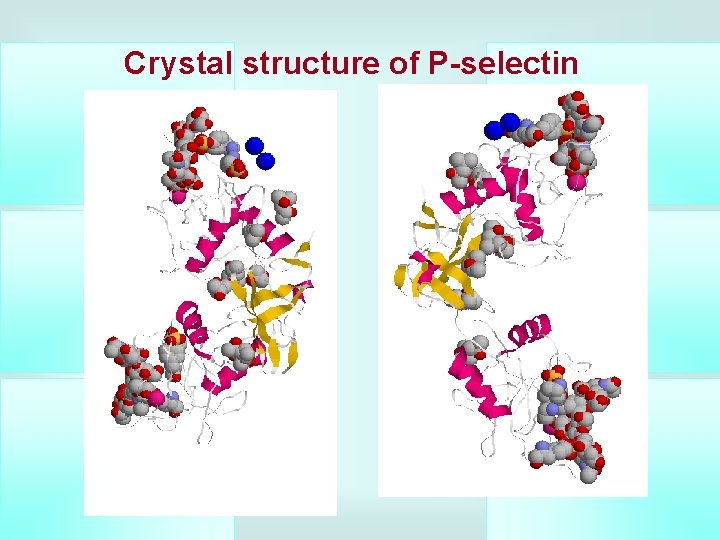 Crystal structure of P-selectin 