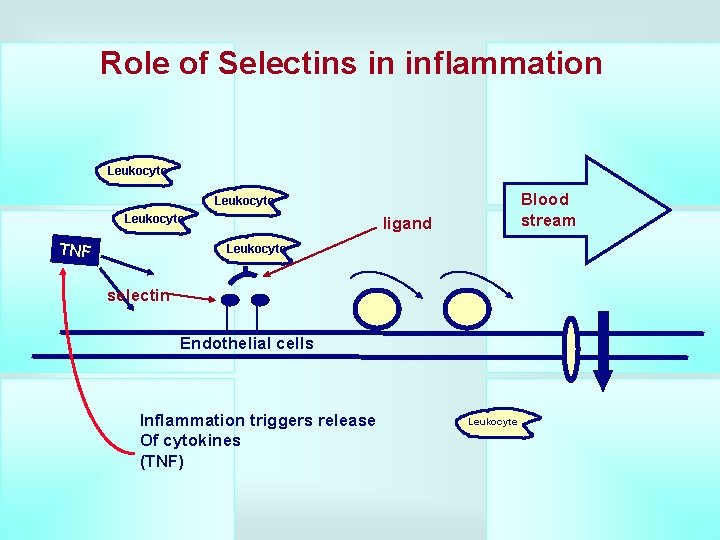 Role of Selectins in inflammation Leukocyte Blood stream Leukocyte TNF ligand Leukocyte selectin Endothelial