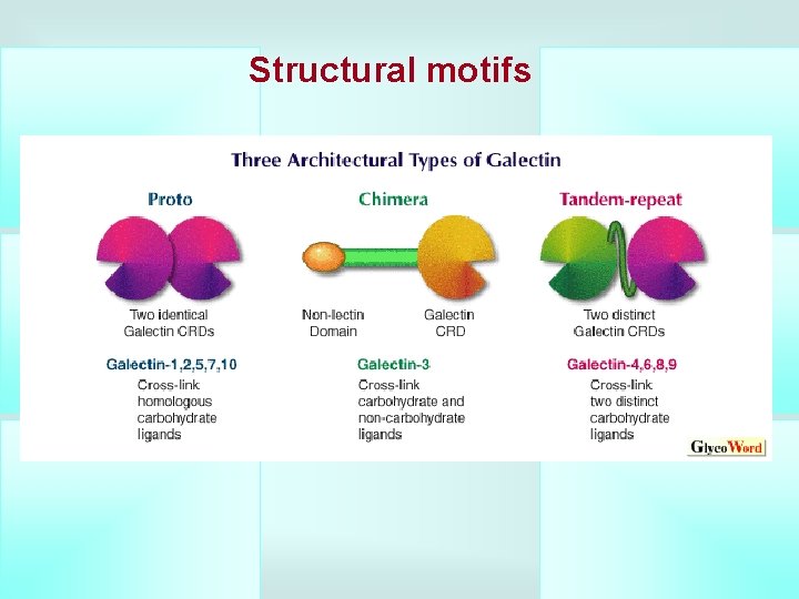 Structural motifs 
