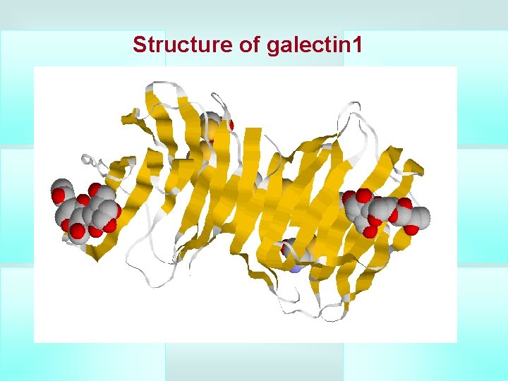Structure of galectin 1 