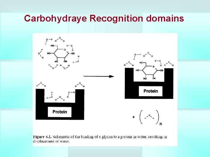 Carbohydraye Recognition domains 