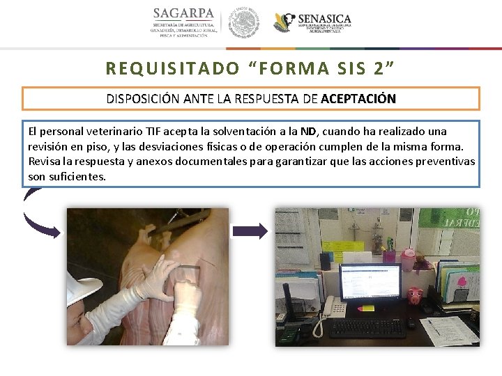 REQUISITADO “FORMA SIS 2” DISPOSICIÓN ANTE LA RESPUESTA DE ACEPTACIÓN El personal veterinario TIF