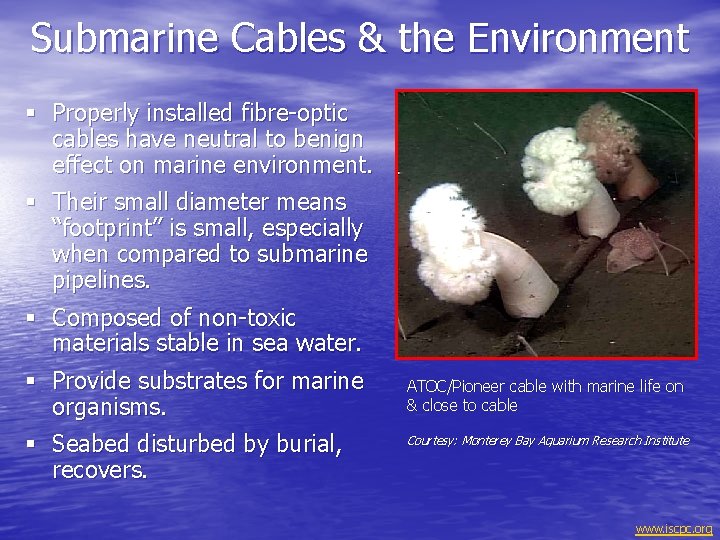 Submarine Cables & the Environment § Properly installed fibre-optic cables have neutral to benign