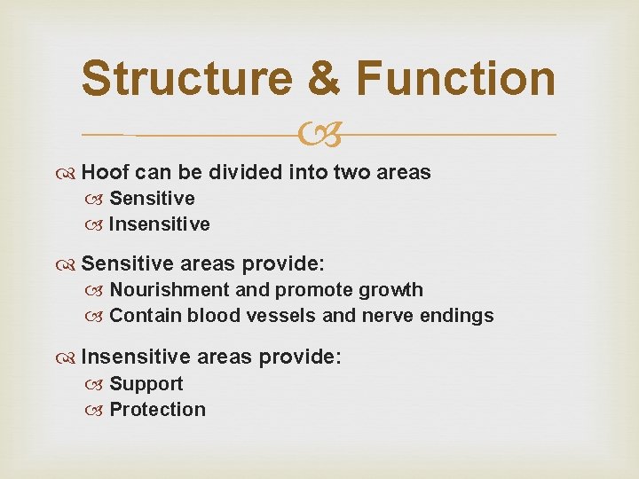 Structure & Function Hoof can be divided into two areas Sensitive Insensitive Sensitive areas Structure & Function Hoof can be divided into two areas Sensitive Insensitive Sensitive areas