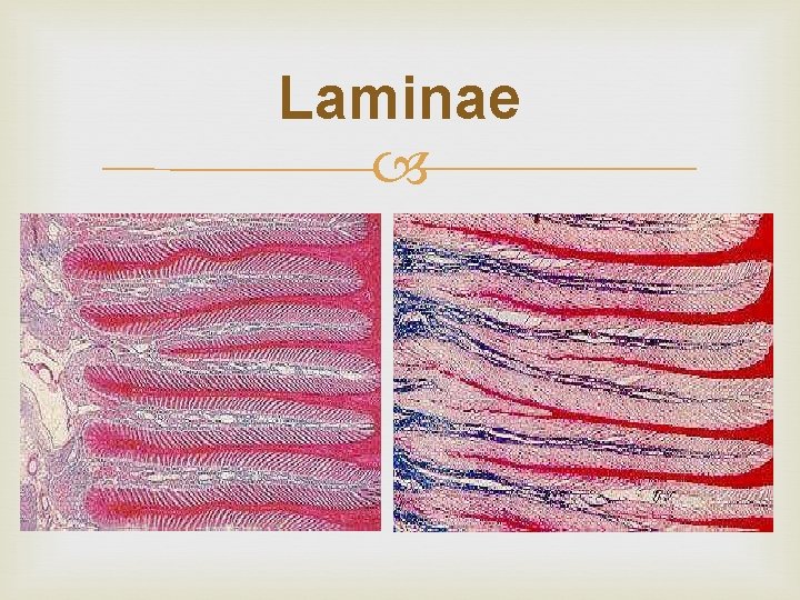 Laminae Laminae
