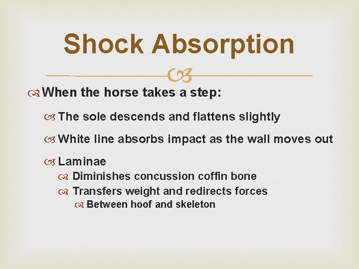 Shock Absorption When the horse takes a step: The sole descends and flattens slightly Shock Absorption When the horse takes a step: The sole descends and flattens slightly