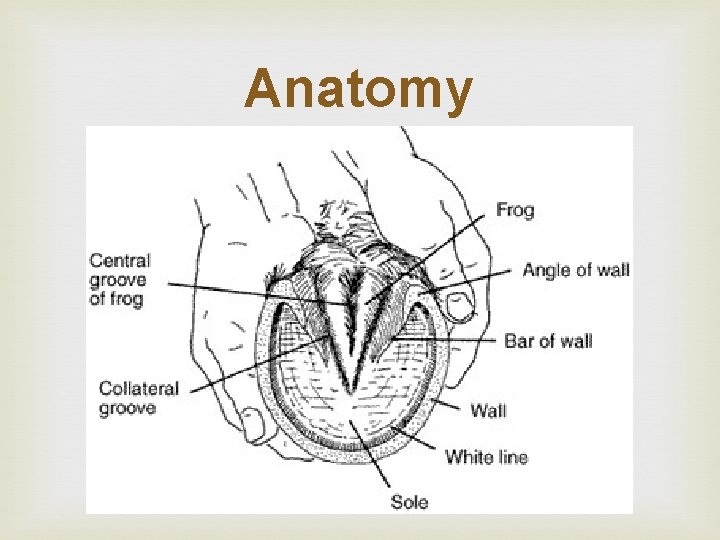 Anatomy Anatomy