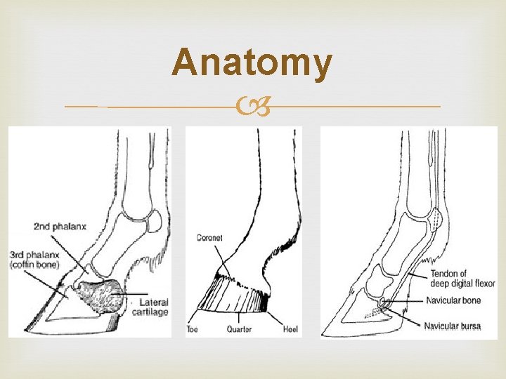 Anatomy Anatomy