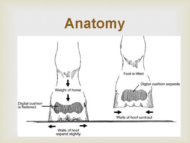 Anatomy Anatomy