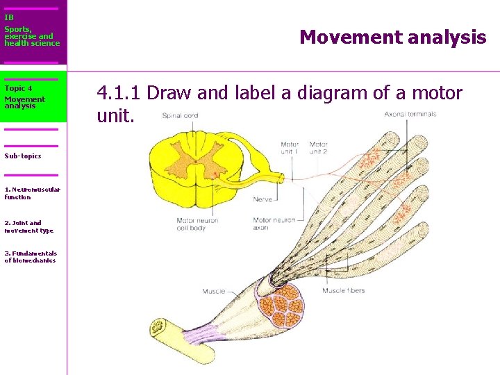 IB Sports, exercise and health science Topic 4 Movement analysis Sub-topics 1. Neuromuscular function