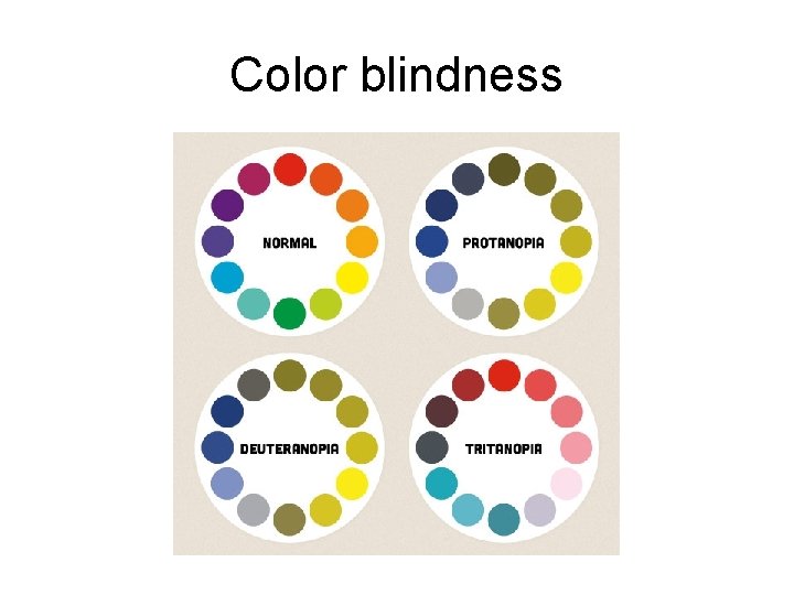 Visual Perception Human Body Systems 2014 Project Lead