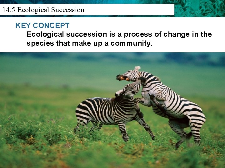 14. 3 Population Density And Distribution 14. 5 Ecological Succession KEY CONCEPT Ecological succession