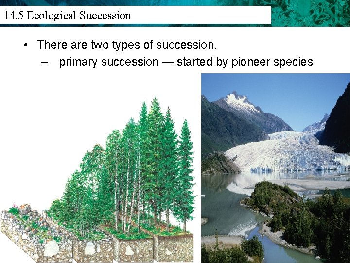 14. 3 Population Density And Distribution 14. 5 Ecological Succession • There are two