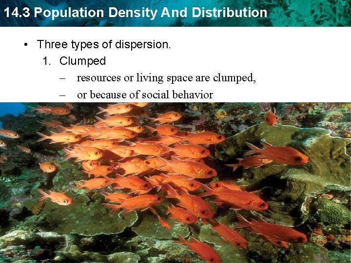 14. 3 Population Density And Distribution • Three types of dispersion. 1. Clumped –