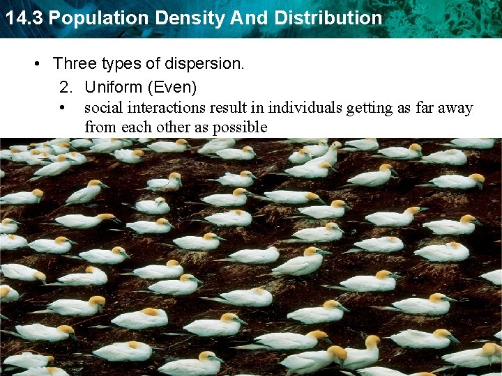 14. 3 Population Density And Distribution • Three types of dispersion. 2. Uniform (Even)