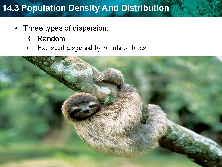 14. 3 Population Density And Distribution • Three types of dispersion. 3. Random •