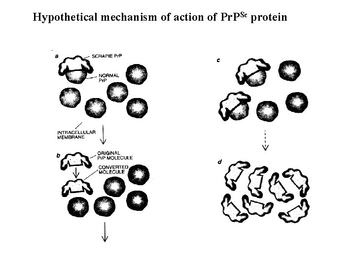 Hypothetical mechanism of action of Pr. PSc protein 