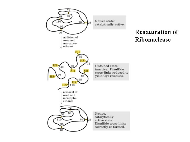 Renaturation of Ribonuclease 