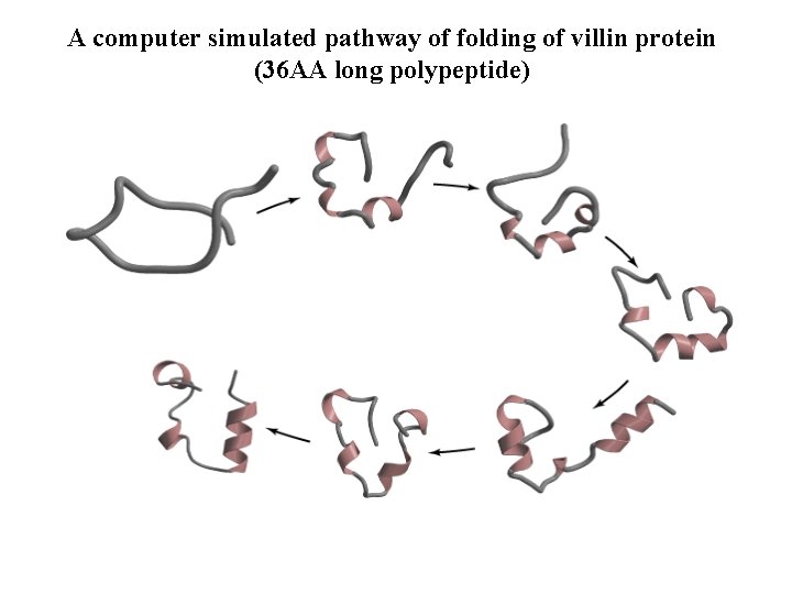 A computer simulated pathway of folding of villin protein (36 AA long polypeptide) 