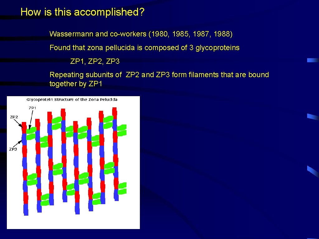 How is this accomplished? Wassermann and co-workers (1980, 1985, 1987, 1988) Found that zona