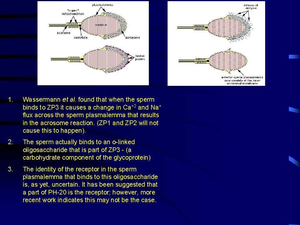 1. Wassermann et al. found that when the sperm binds to ZP 3 it