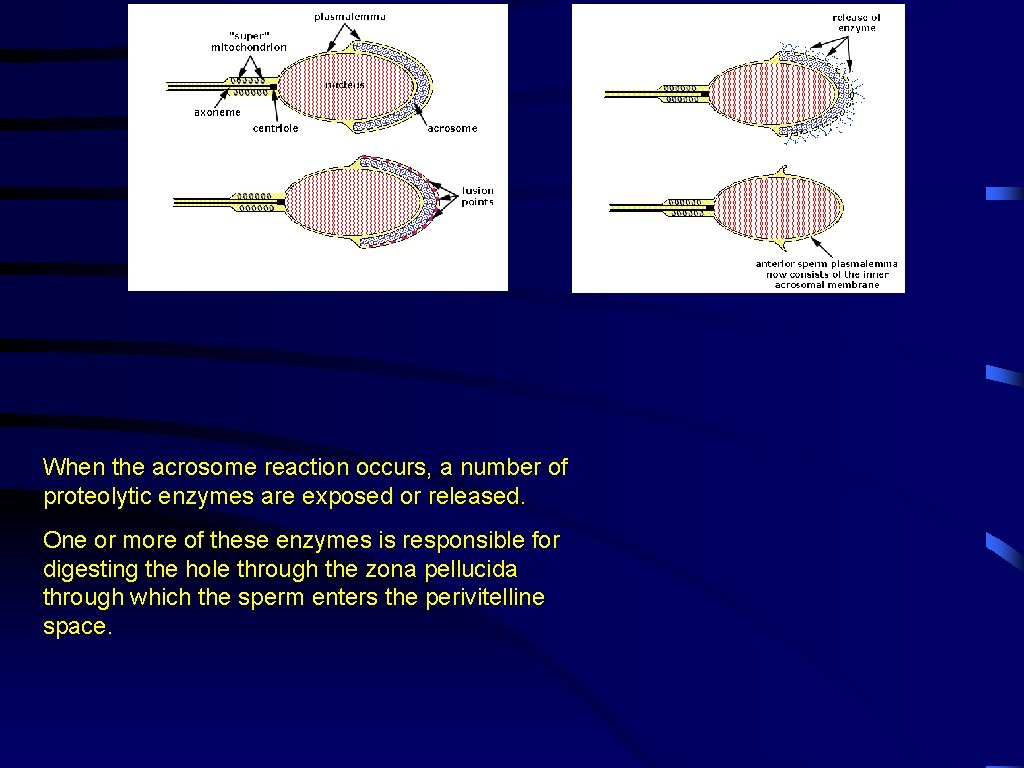 When the acrosome reaction occurs, a number of proteolytic enzymes are exposed or released.