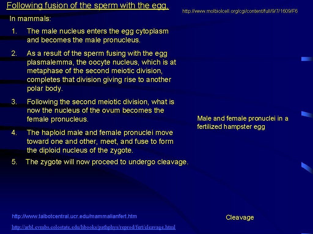 Following fusion of the sperm with the egg, http: //www. molbiolcell. org/cgi/content/full/9/7/1609/F 6 In