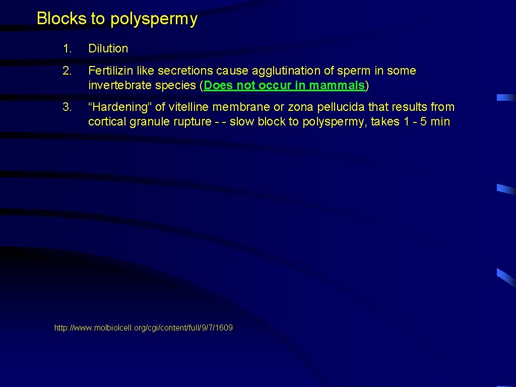 Blocks to polyspermy 1. Dilution 2. Fertilizin like secretions cause agglutination of sperm in