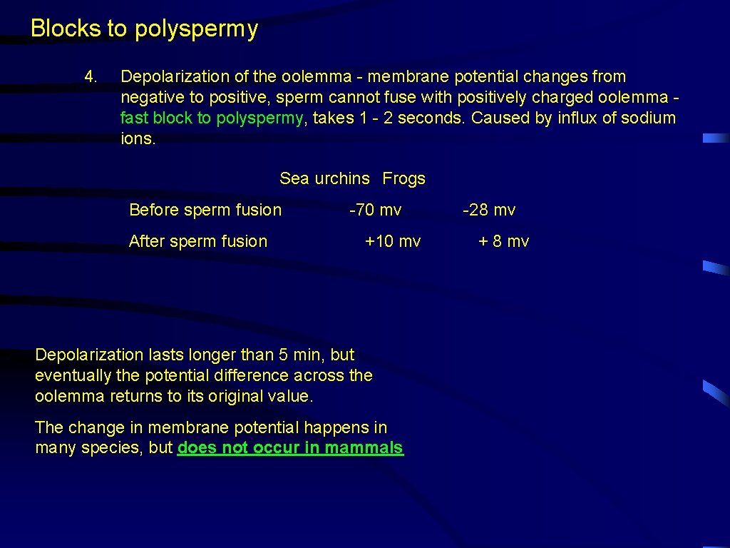 Blocks to polyspermy 4. Depolarization of the oolemma - membrane potential changes from negative