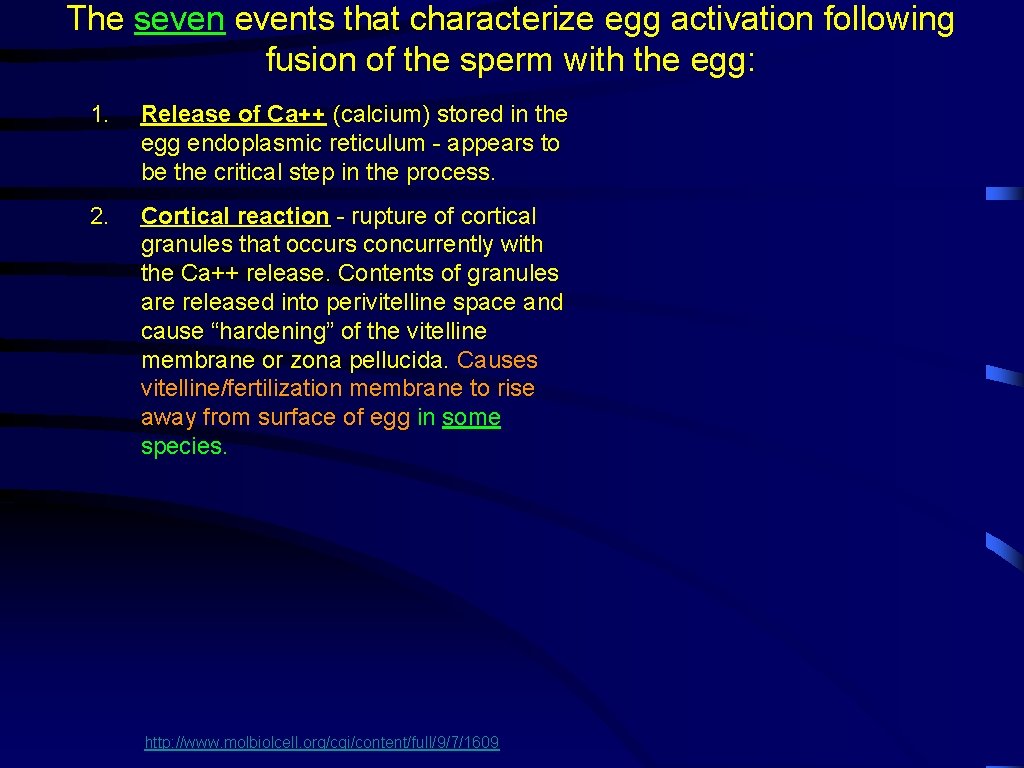 The sevents that characterize egg activation following fusion of the sperm with the egg: