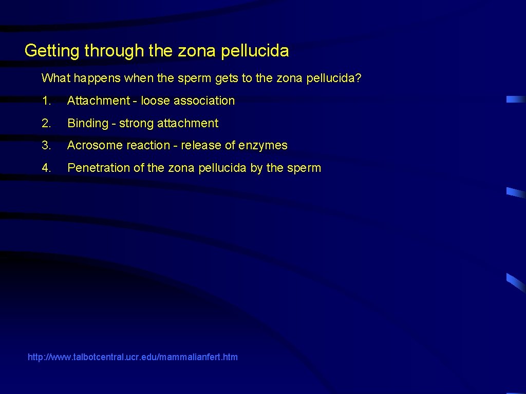 Getting through the zona pellucida What happens when the sperm gets to the zona