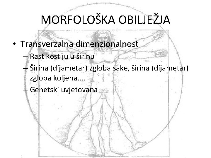 MORFOLOŠKA OBILJEŽJA • Transverzalna dimenzionalnost – Rast kostiju u širinu – Širina (dijametar) zgloba