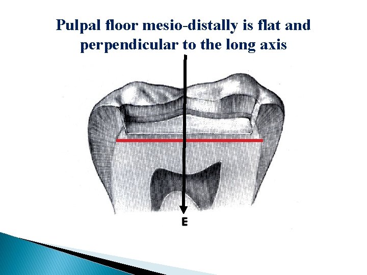 Pulpal floor mesio-distally is flat and perpendicular to the long axis 