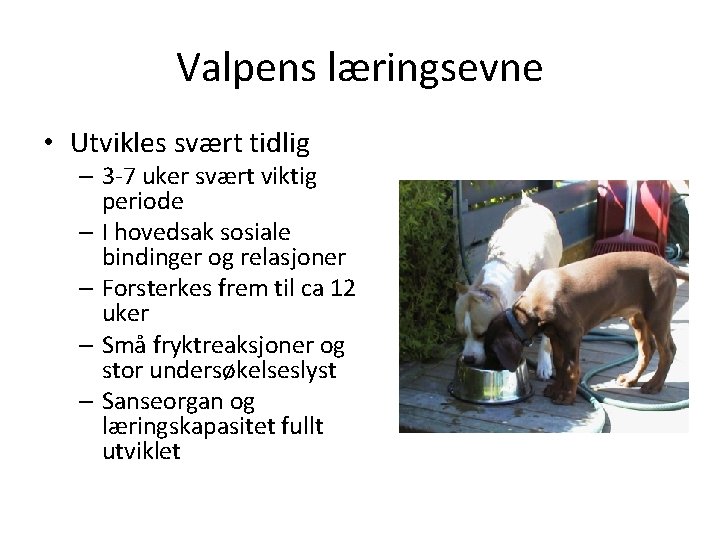 Valpens læringsevne • Utvikles svært tidlig – 3 -7 uker svært viktig periode –