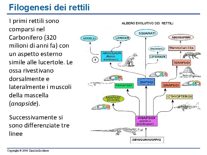 Filogenesi dei rettili I primi rettili sono comparsi nel Carbonifero (320 milioni di anni