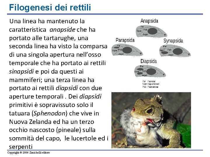 Filogenesi dei rettili Una linea ha mantenuto la caratteristica anapside che ha portato alle